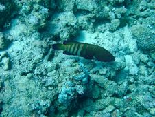 Blue-Spotted Grouper Royalty Free Stock Image Blue-Spotted Grouper Royalty Free Stock Image