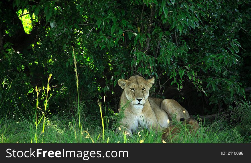 Lioness Resting Under A Tree