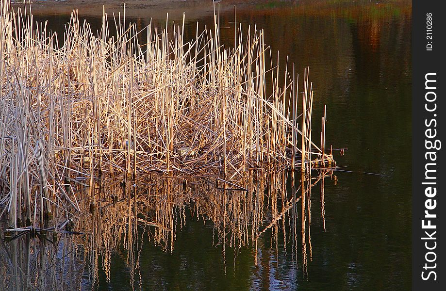 Dry stem of rush in the lake