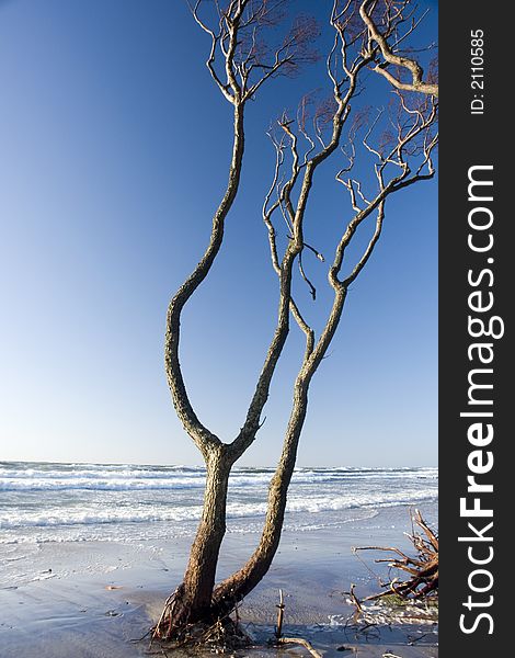 Clear blue sky, some waves, a tree with no leaves. Clear blue sky, some waves, a tree with no leaves.