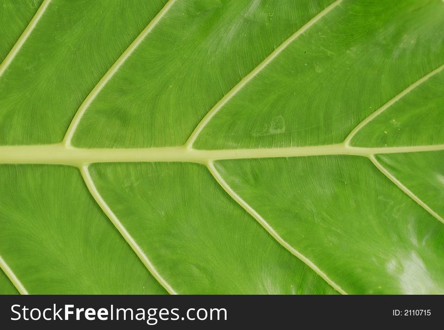 Back of yam leaf showing details and veins. Back of yam leaf showing details and veins
