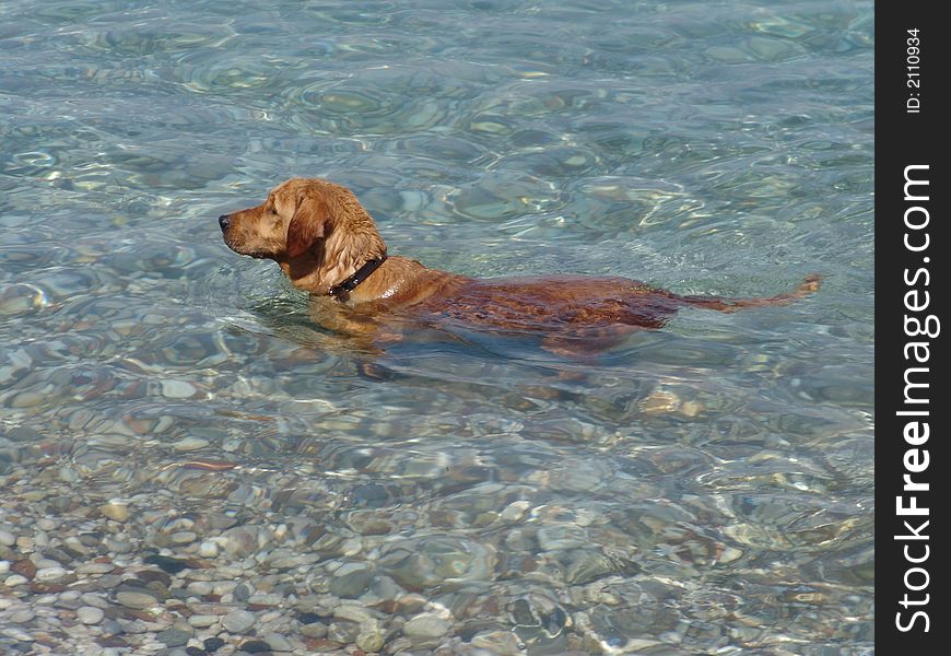 My dog is like to swimming. Also it swims very well. I want to swim like it.