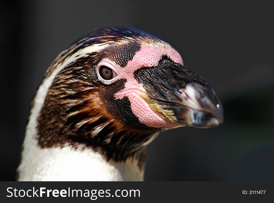 Close-up of a Humboldt penguin.