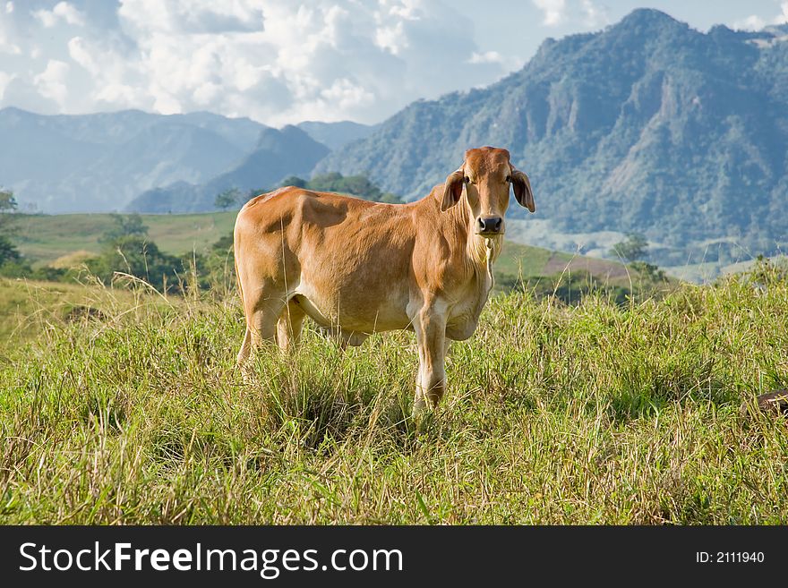 Brown Cattle Grazing