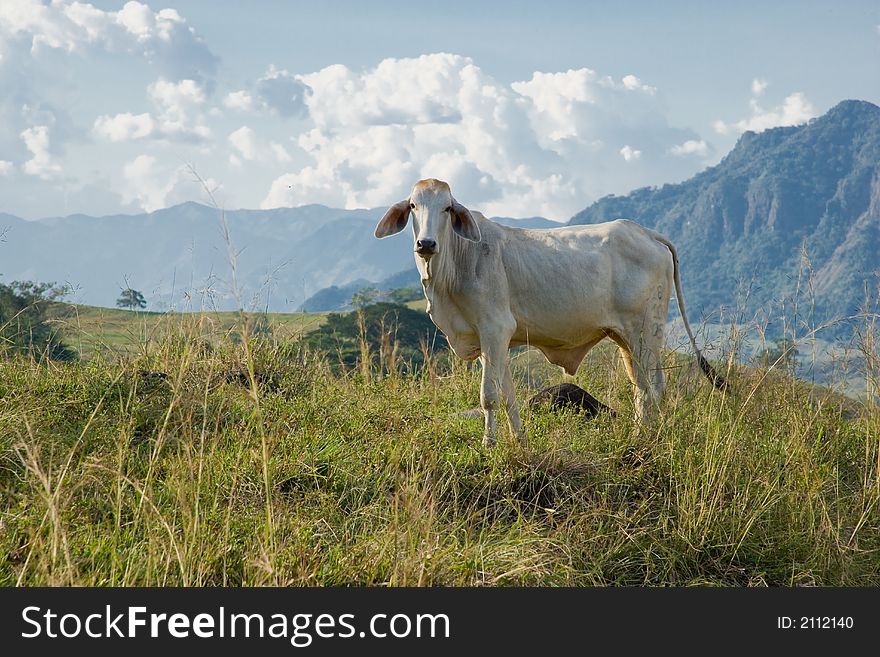 White Cattle Looking With Curiosity