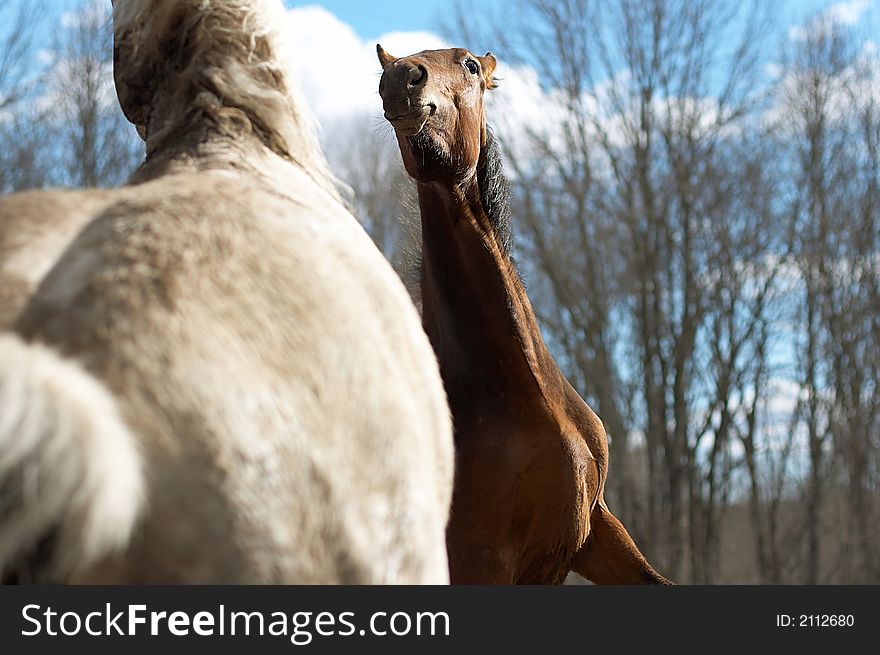 Two wild horses in a spring wood