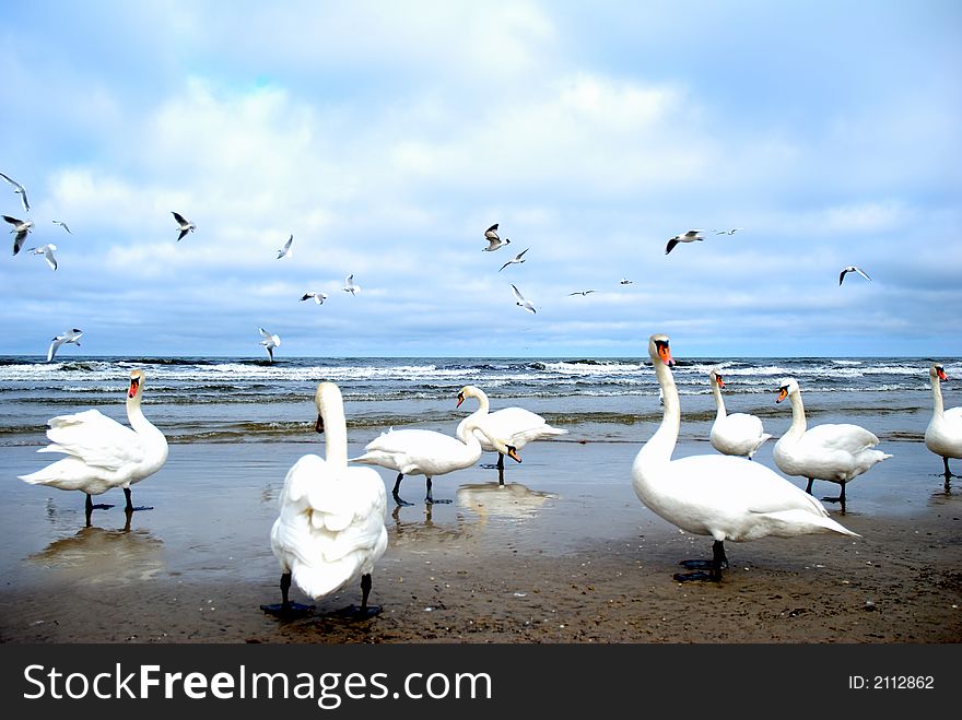 Swans and gulls on a beach. Swans and gulls on a beach