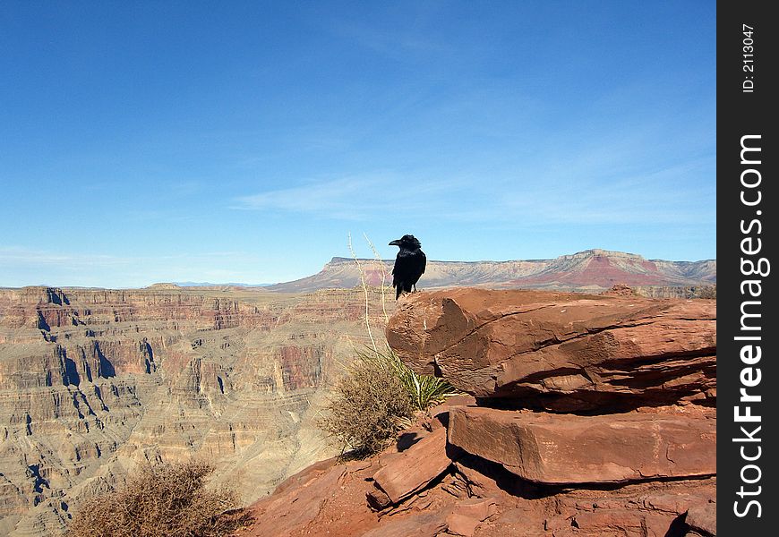 Black Crow at Grand Canyon