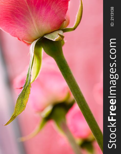 Nice blossom rose with dew drops close up