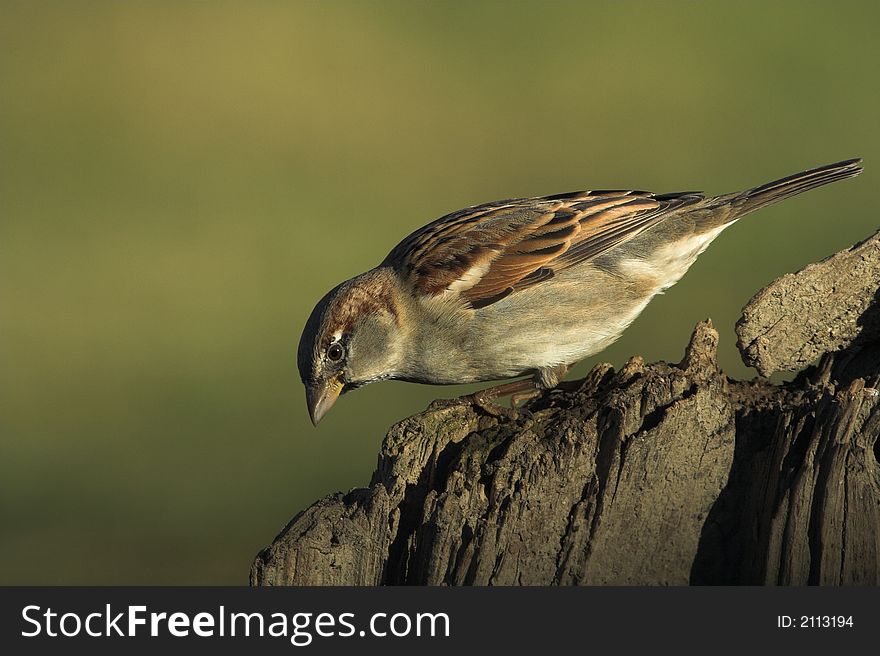 Photo of singing bird sparrow.