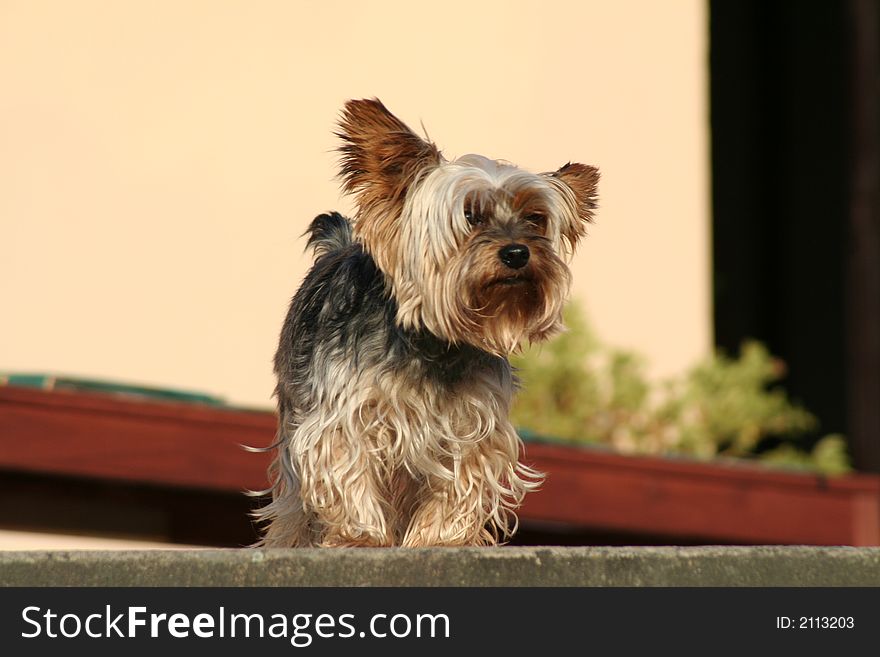 The photo of yorkshire terrier.