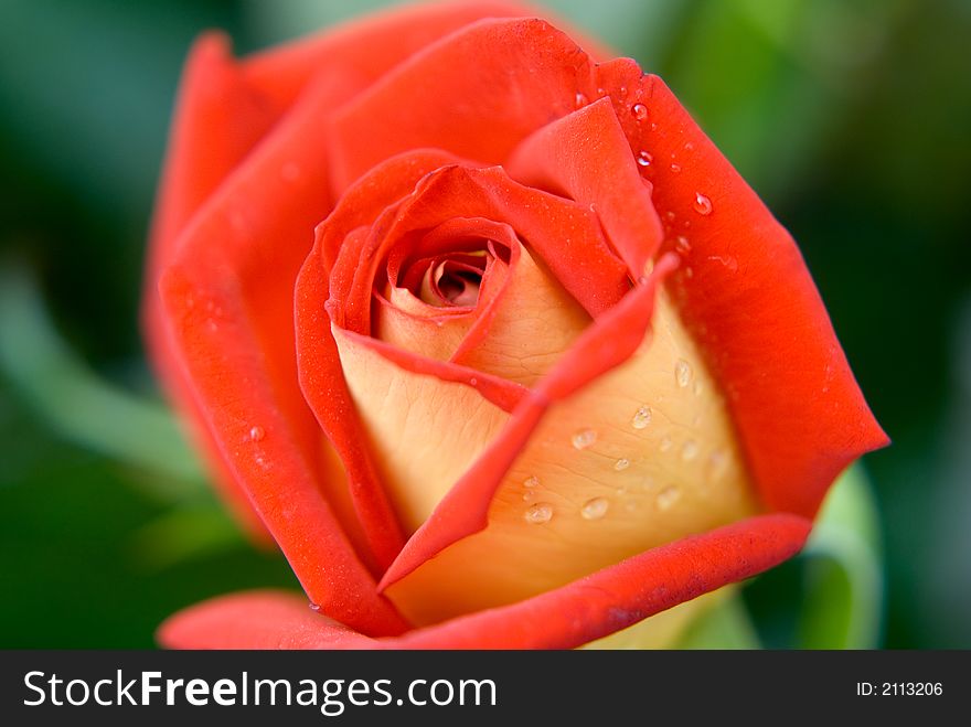 Nice blossom rose with dew drops close up