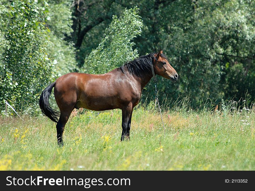 Horse in a green background