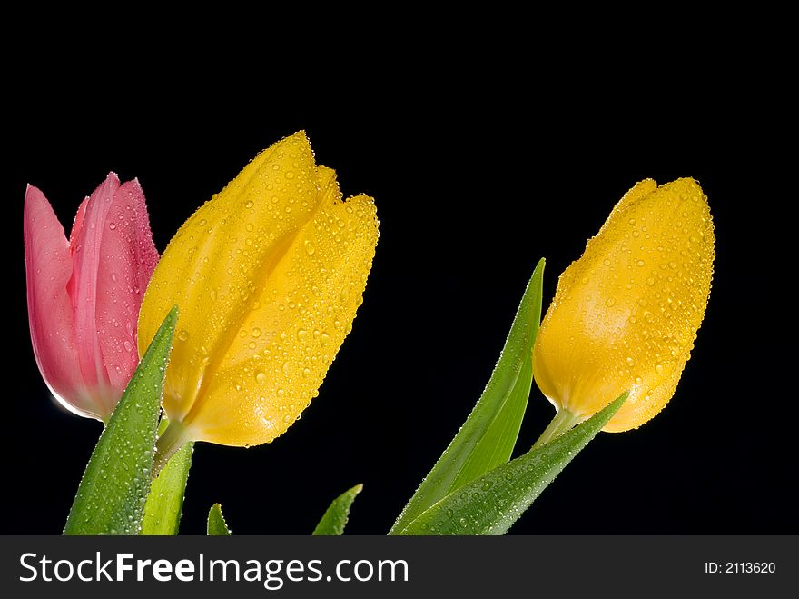 Three nice tulips isolated over black. Three nice tulips isolated over black