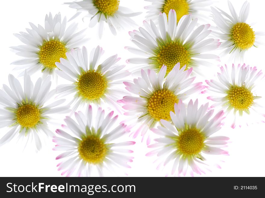 Daisy flowers on white background