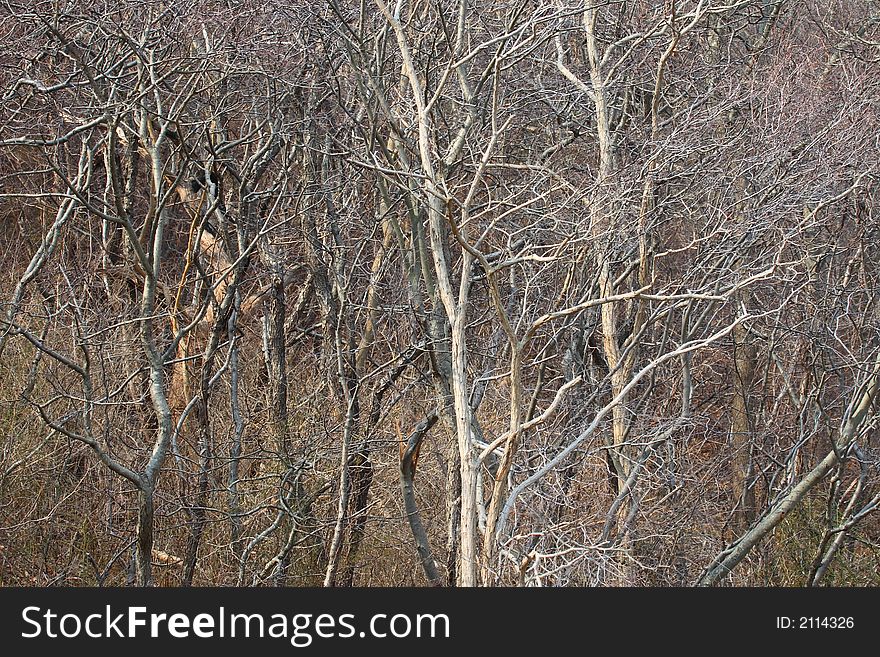 Trees in forest on a winter day. Trees in forest on a winter day