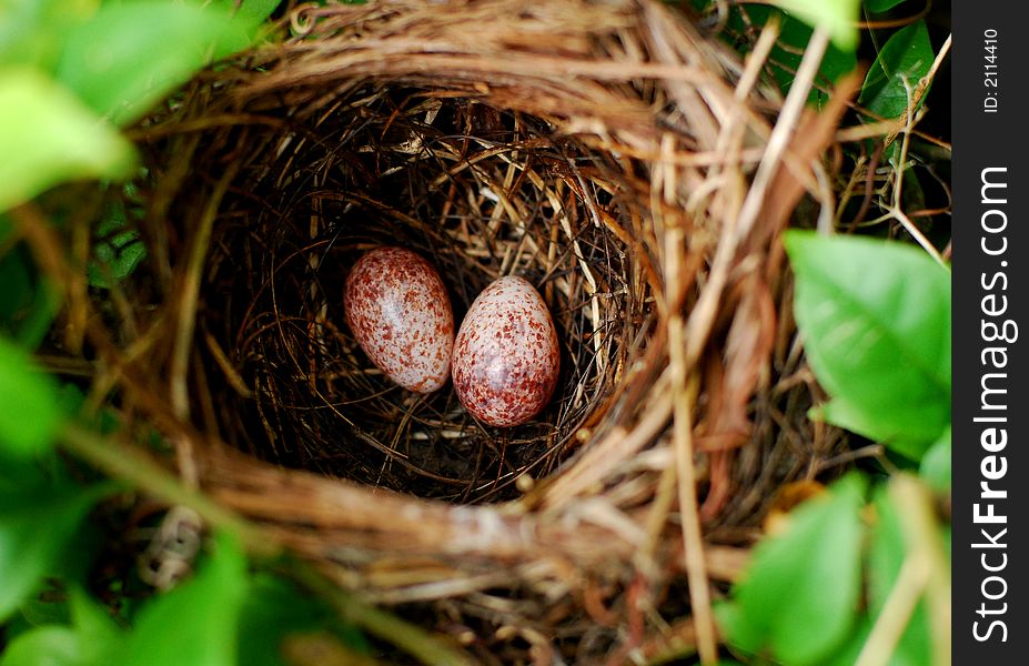 Two small bird eggs in the woods