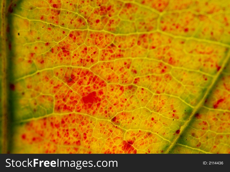 A yellow leaf in the gardens. A yellow leaf in the gardens