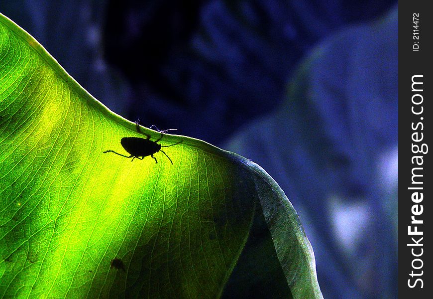 A beetle is silhouetted against a broad green leaf