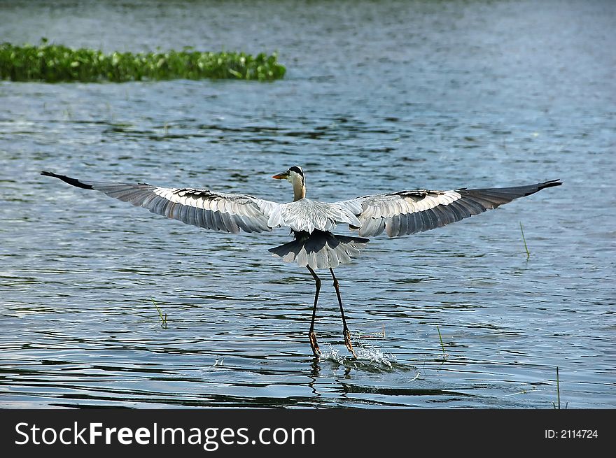 Blue Heron flying over a lake near boats