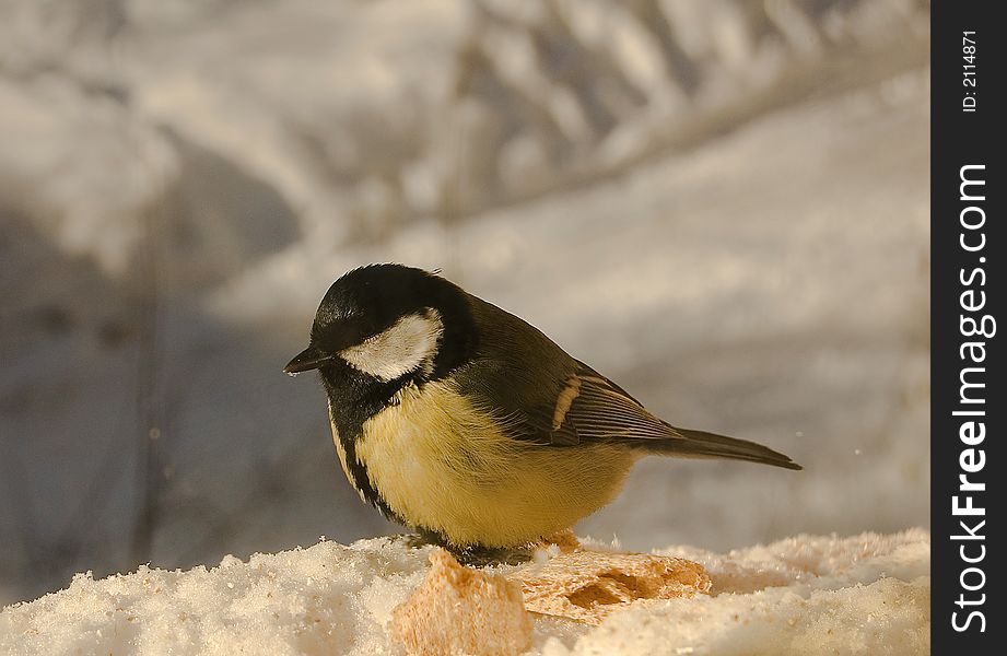 Small tomtit on the town snow