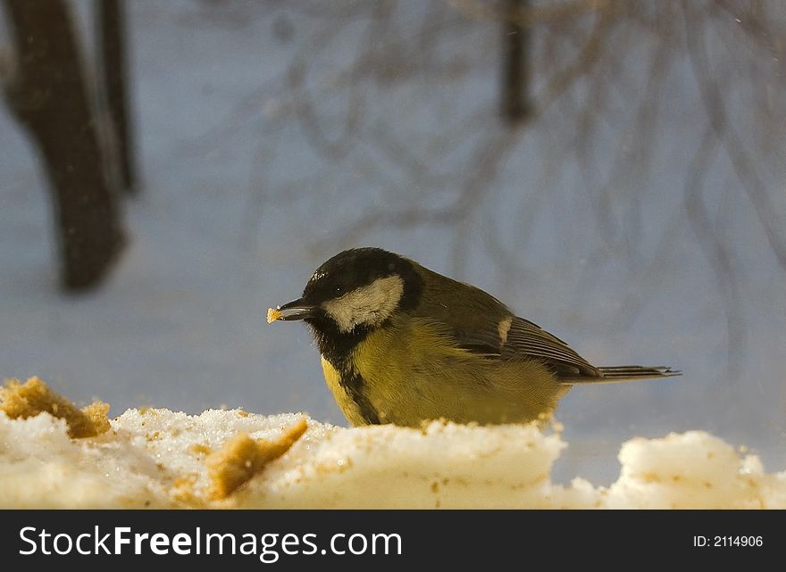 Small tomtit eating on the snow. Small tomtit eating on the snow