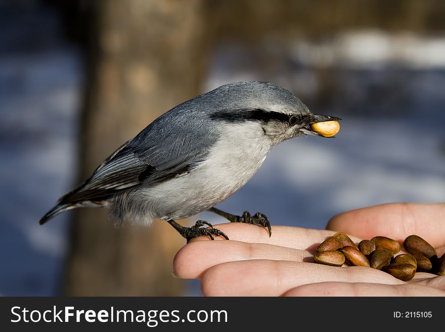 The wild bird sitting on hand