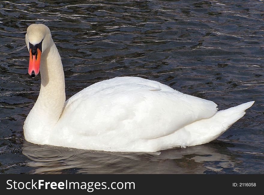 Swan swims around in a pond in the dead of winter. Swan swims around in a pond in the dead of winter