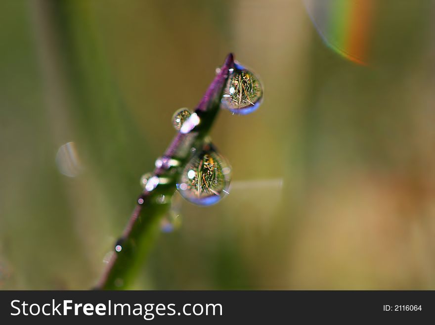 Weighty stalk of grass with many water pearls