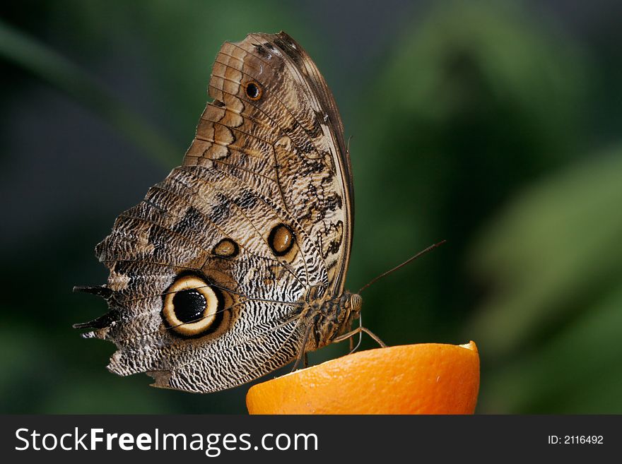 Blue Morpho butterfly drinking orange juice