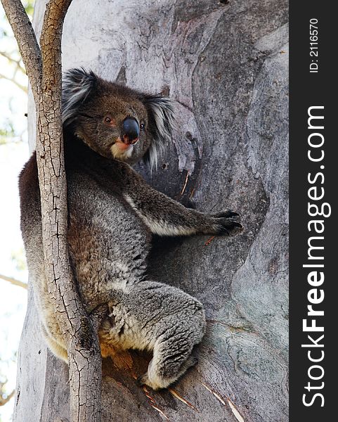 Koala climbing a gum tree. Koala climbing a gum tree
