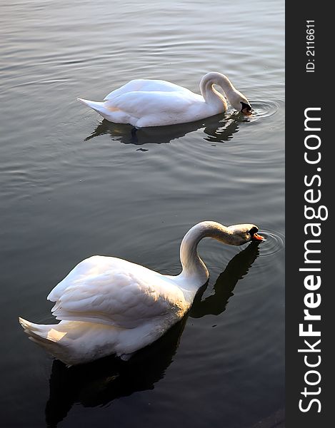 Swans love game. Two swans floating and playing. River Danube