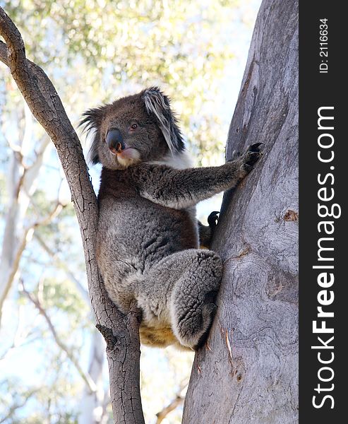 Koala climbing a gum tree. Koala climbing a gum tree