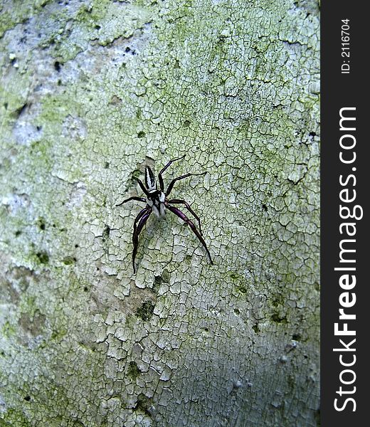 Purple Legged Spider