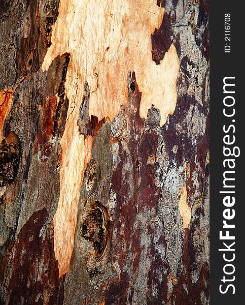 Colorful pattern on a trunk of an eucalyptus tree