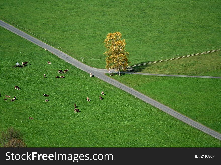 Cows in field on a crossroad