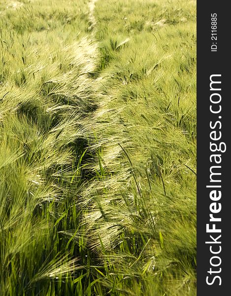 Green rye ears shining in the sunshine. Green rye ears shining in the sunshine.