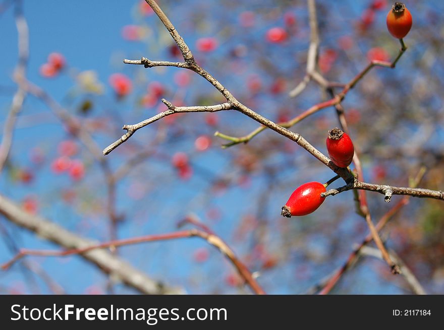 Red rose wild on the tree