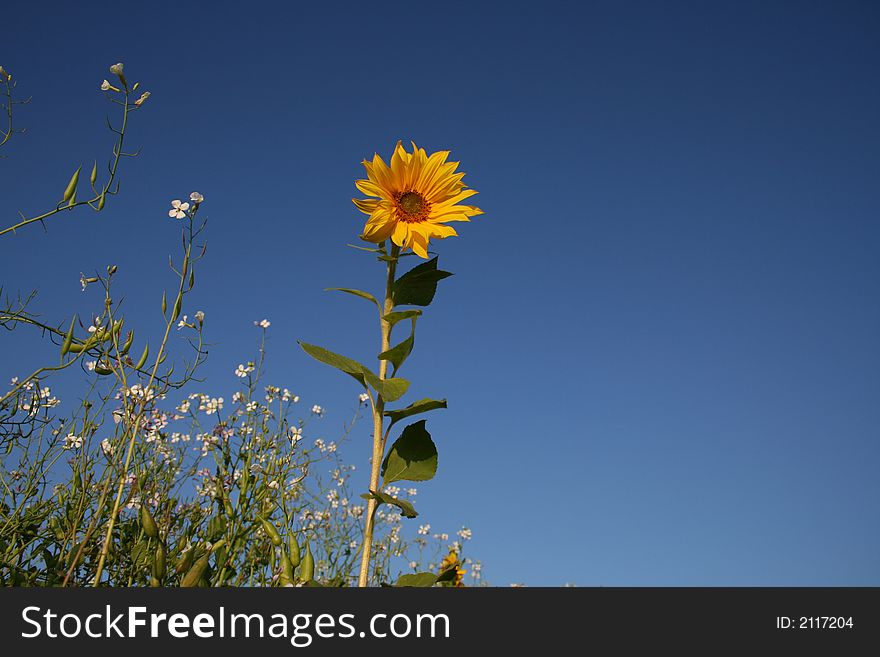 Rising sunflower above other white flowers