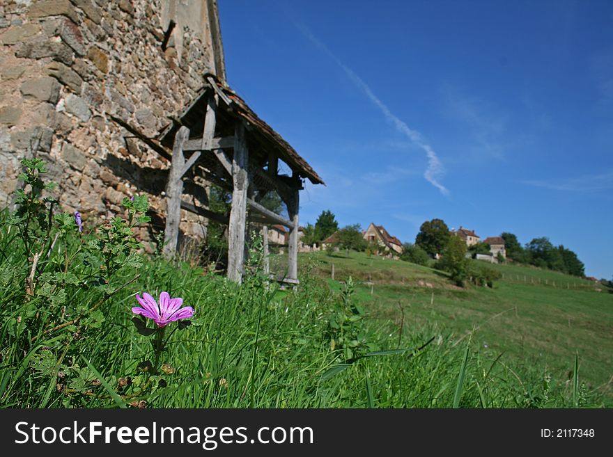 Purple flower in field with barn in background. Purple flower in field with barn in background