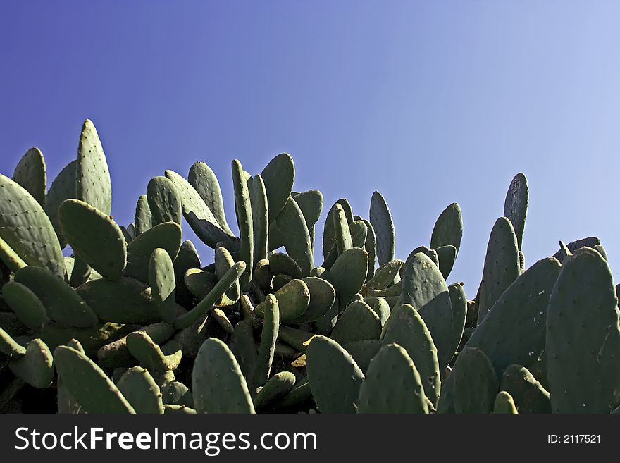 Cactus plants against a blue sky in Portugal. Cactus plants against a blue sky in Portugal