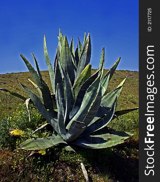 Aloe plant in the field in Portugal