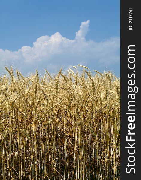 Crops growing in a field in a summer day. Crops growing in a field in a summer day