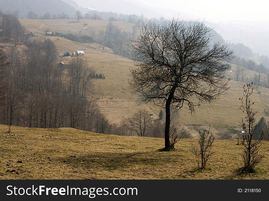 Lonely tree landscape in the warm spring sun