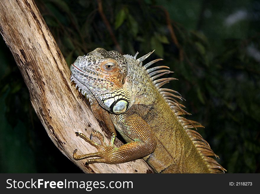 Beatiful young green iguana taking the sun