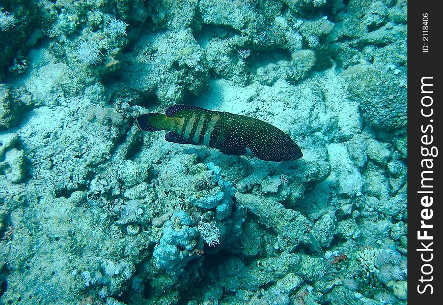 Large Blue-Spotted Grouper swimming by at the bottom of a reef