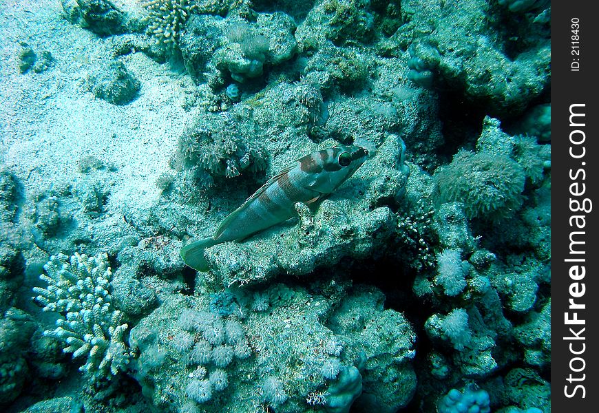 Small blacktip grouper resting on a coral reef