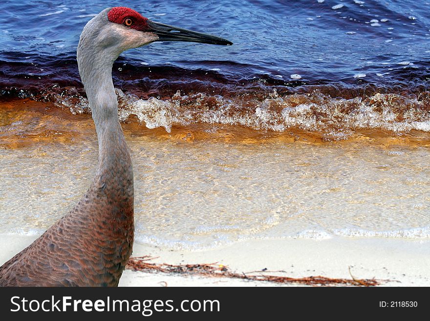 Sandhill crane standing in front of a rusty blue lake. Sandhill crane standing in front of a rusty blue lake