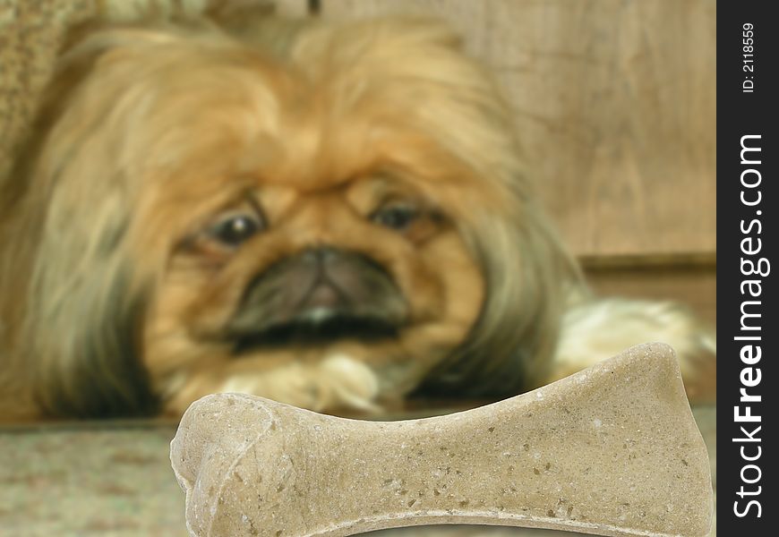 Dog (pekinese) look at bone. Dog (pekinese) look at bone