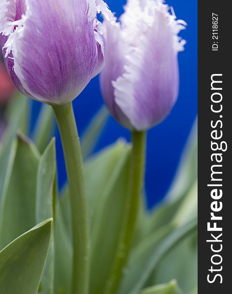 Beautiful tulips close up shot